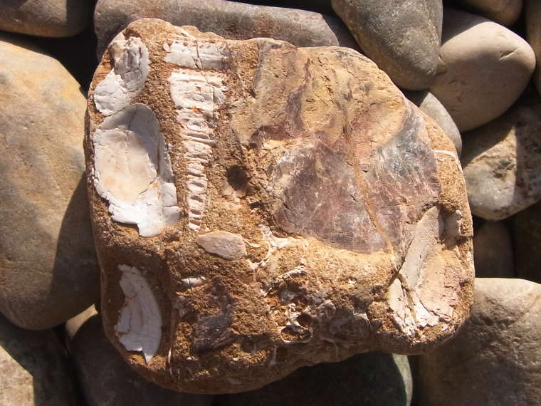 Molassesandstein Fossilien