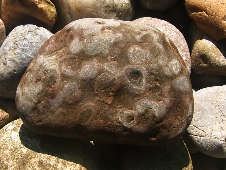 Molasse Onkolith